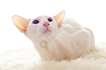 白东方猫动物蓝色白色宠物眼睛工作室毛皮短发图片