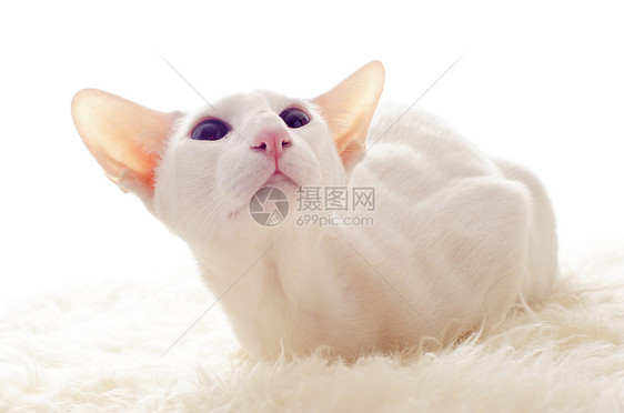 白东方猫动物蓝色白色宠物眼睛工作室毛皮短发图片