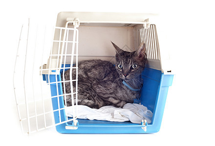宠物载体中的猫盒子动物小猫警觉入口运输工作室兽医图片