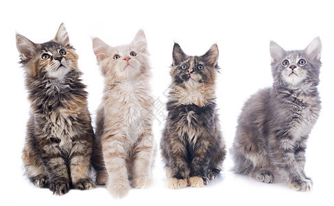 小猫动物眼睛灰色工作室团体宠物印花布棕色图片