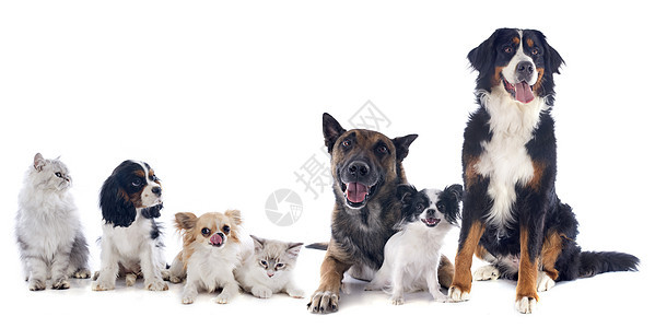 狗和猫小猫工作室宠物骑士动物小狗牧羊犬团体图片