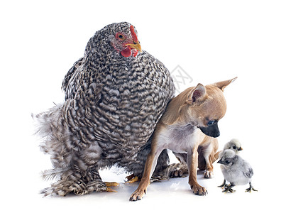 乌金顿鸡和吉华花公鸡棕褐色宠物棕色家禽工作室灰色动物小鸡脚鸡图片