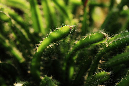 Cactus  特写阳光宏观阴影沙漠多刺肉质植物群植物花园绿色图片