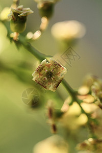 曲线分支宏观季节衬套农业生长花园植物黑色公园叶子图片