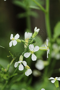 萝卜花芹菜香料叶子绿色标本室白色蔬菜植物植物群食物图片