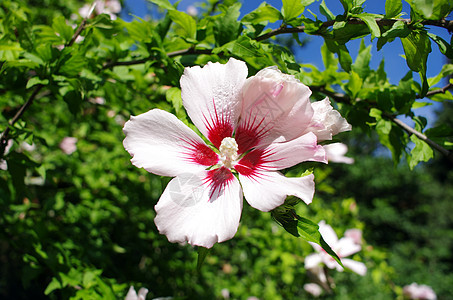 花园中的粉红和白碧花天空草本植物美丽热带植物情调衬套木槿植物群生长背景图片