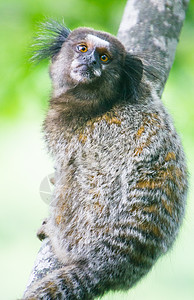 常见的马默塞特卡利特里克斯雅格斯荒野动物生物母亲狨猴花园头发哺乳动物热带幼兽图片