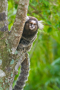 常见的马默塞特卡利特里克斯雅格斯幼兽尾巴哺乳动物狨猴野生动物头发灵长类生物荒野婴儿图片