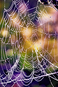 露珠中的蜘蛛网图片