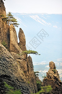 陡峭悬崖上的松树太阳植物阳光顶峰冒险岩石爬坡石头树木土地图片