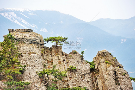 陡峭悬崖上的松树太阳天空旅游树木森林季节爬坡阳光外表土地图片