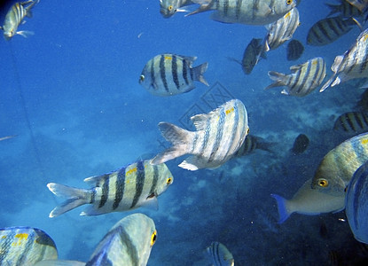 热带热带异国鱼类在水下 红海水族馆蓝色酋长情调红色条纹游泳海洋动物珊瑚图片