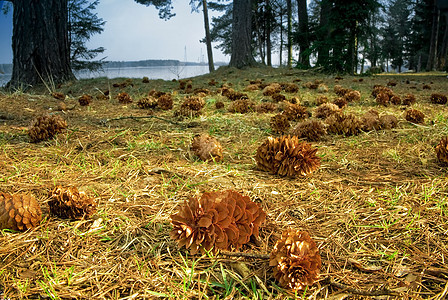 地面的conifer 锥盘图片