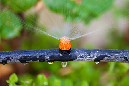 用喷嘴浇水的植物和草农业软管花园绿色管道环境喷雾器黄铜灌溉洒水器图片