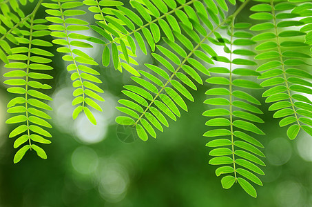 阿卡西亚树叶叶子背景场景文摘植物绿色图片
