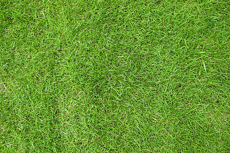 青草场地环境植物草地公园草皮纹理绿色图片