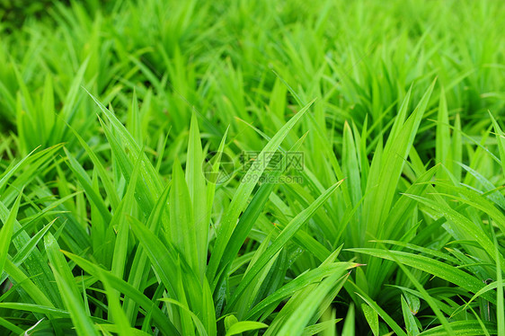 潘达努绿色植物叶子图片