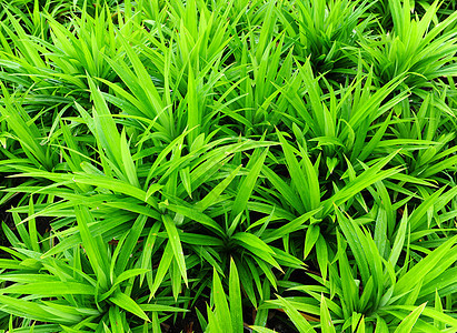潘达努植物绿色叶子图片