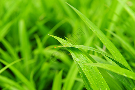 潘达努植物叶子绿色图片