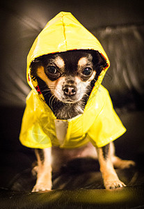 下雨日小狗公园血统伴侣动物哺乳动物工作室戏服雨衣宠物图片