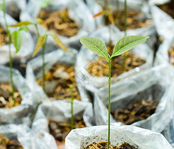 幼苗花园泥炭叶子植物发芽绿色生活地球土壤苔藓图片