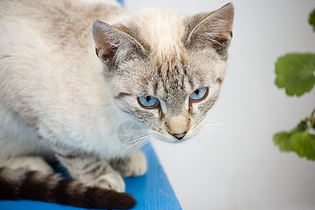 小猫白色猫科动物动物哺乳动物眼睛条纹蓝色椅子宠物图片