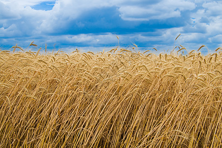 玉米场地烘烤谷物小麦植物金子粮食收获天空面包图片