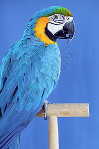 Macaw 鹦鹉异国黄色热带金刚鹦鹉羽毛宠物蓝色翅膀金子情调图片
