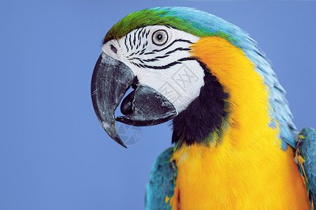 Macaw 鹦鹉金刚鹦鹉情调翅膀宠物异国羽毛金子蓝色热带黄色图片