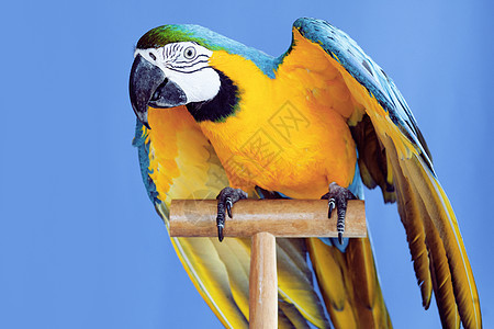 Macaw 鹦鹉蓝色黄色羽毛金刚鹦鹉金子异国情调翅膀宠物热带图片