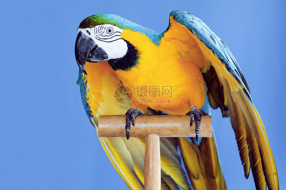 Macaw 鹦鹉蓝色黄色羽毛金刚鹦鹉金子异国情调翅膀宠物热带图片