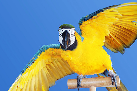 Macaw 鹦鹉情调宠物翅膀金子金刚鹦鹉羽毛异国蓝色热带黄色图片