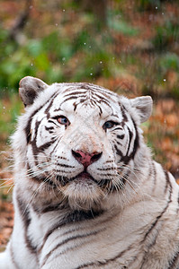 白孟加拉虎食肉哺乳动物黑色生活捕食者动物濒危白色野生动物条纹图片
