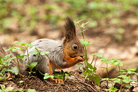 春天小松鼠在公园吃坚果眼睛爪子包子荒野动物群指甲野生动物警觉地面耳朵图片