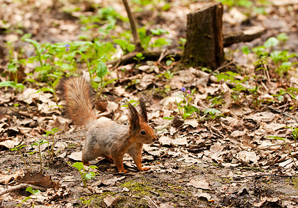 春天在公园里的小松鼠包子手臂动物坚果荒野警觉松树耳朵野生动物尾巴图片