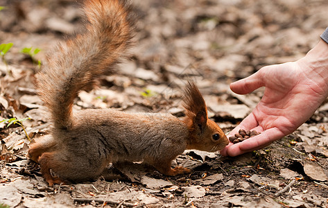 小松鼠在公园里从人手拿坚果尾巴前脚动物群森林动物木头指甲手臂松鼠哺乳动物图片