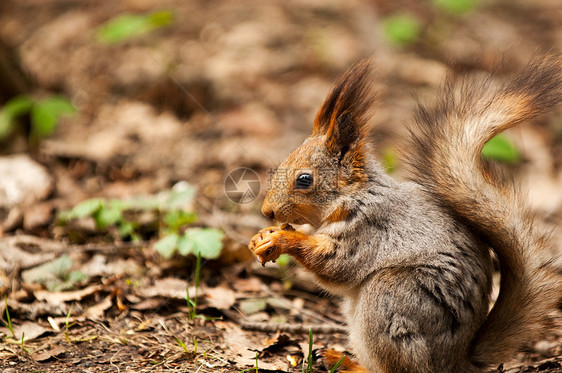 春天小松鼠在公园吃坚果地面爪子动物群动物荒野包子指甲眼睛木头野生动物图片