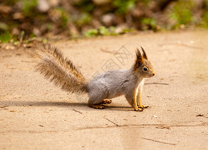 春天在公园里的小松鼠坚果栗鼠指甲木头警觉松树松鼠荒野耳朵动物图片