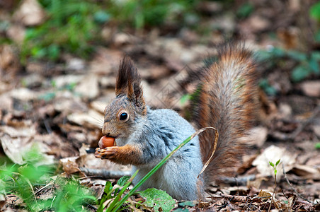 春天小松鼠在公园吃坚果叶子野生动物种子松树爪子手臂栗鼠地面动物哺乳动物图片