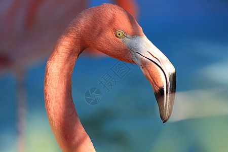 火烈哥鸟舍生物学红色蓝色热带脖子粉色荒野野生动物动物图片