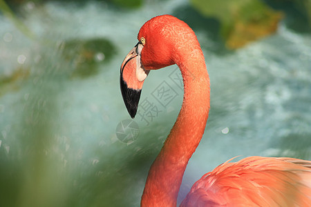 火烈哥动物园生物学鸟类动物红色鸟舍粉色情调橙子野生动物图片