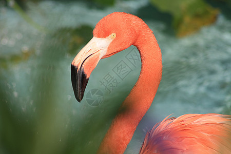 火烈哥异国粉色火烈鸟荒野热带动物园情调脖子野生动物生物学图片