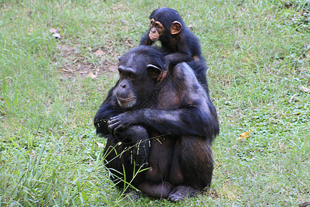 黑猩猩思维濒危情调婴儿动物丛林眼睛家庭野生动物灵长类图片