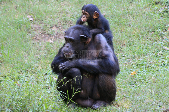 黑猩猩思维濒危情调婴儿动物丛林眼睛家庭野生动物灵长类图片
