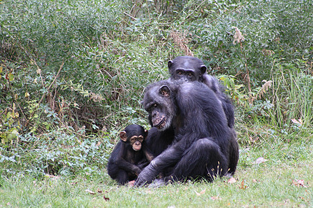 黑猩猩野生动物情调丛林灵长类猴子眼睛异国思维猿猴棕色图片