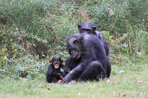 黑猩猩团体家庭丛林眼睛婴儿猴子灵长类荇菜猿猴耳朵图片