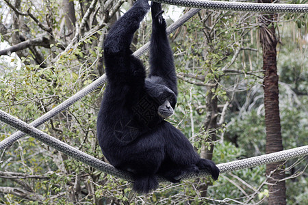 Audubon动物园的siamang动物乐趣俘虏黑色灵长类臂状哺乳动物手臂图片