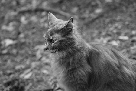 灰猫的肖像长发猫咪耳朵冒充动物哺乳动物小猫食肉毛皮头发图片