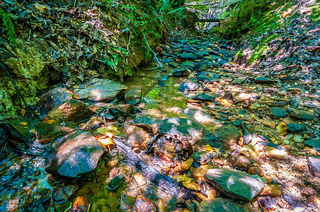 森林林中小溪周围的自然农村荒野风景岩石公园苔藓全景植物溪流环境图片