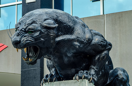 黑豹雕像球员牙齿体育场团队冠军动物眼睛银行耳朵通信图片